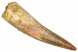 Fossil Spinosaurus Tooth - Real Fossil Tooth #370728-1